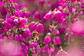 Erica cinerea 'Red leprechaun