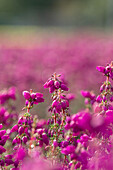 Erica cinerea 'P.s. Patrick'. Patrick'