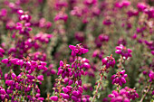 Erica cinerea 'P.s. Patrick'. Patrick'