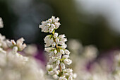 Erica cinerea 'Alba Major'