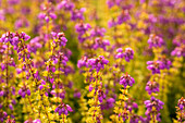 Erica cinerea 'Golden Sport'