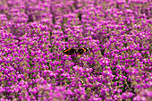 Butterfly on heather