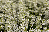 Erica cinerea, weiß