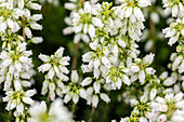 Erica cinerea, weiß