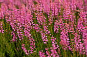 Erica spiculifolia