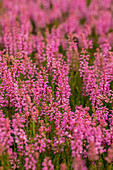 Erica spiculifolia