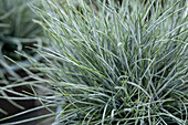 Festuca cinerea 'Glauca'