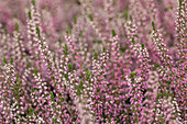 Calluna vulgaris 'Annabell'