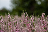 Calluna vulgaris 'Annabell'