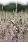 Calluna vulgaris 'Lisann'