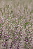 Calluna vulgaris 'Lisann'