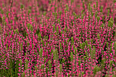 Calluna vulgaris 'Martina'