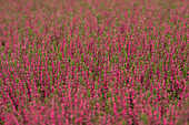 Calluna vulgaris 'Martina'