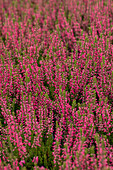 Calluna vulgaris 'Martina