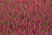 Calluna vulgaris 'Martina'