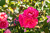 Beet rose, pink