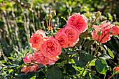 Shrub rose, apricot