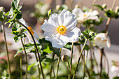 Anemone japonica 'Honorine Jobert'