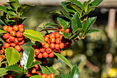 Ilex meserveae 'Heckenfee'®(s)