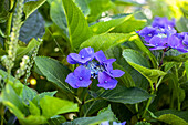 Hydrangea macrophylla, blaue Tellerblüten
