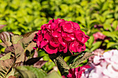 Hydrangea macrophylla 'Merveille Sanguine'