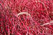 Pennisetum setaceum 'Fireworks'(s)