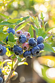 Vaccinium corymbosum 'Bluecrop'