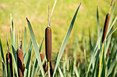 Typha angustifolia