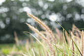 Pennisetum 'Skyrocket'