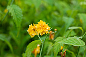 Kerria japonica 'Pleniflora'