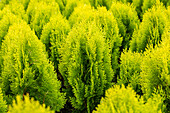 Chamaecyparis lawsoniana 'Ivonne'