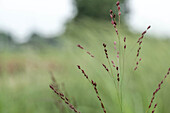 Panicum virgatum