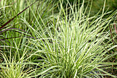 Carex morrowii