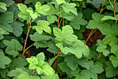 Ribes sanguineum 'King Edward VII'.