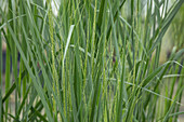 Panicum virgatum 'Northwind'