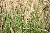 Pennisetum setaceum 'Sky Rocket'(s)