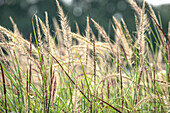 Pennisetum setaceum 'Sky Rocket'(s)