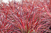 Pennisetum setaceum 'Fireworks'(s)