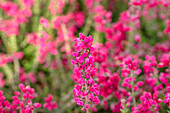 Erica cinerea, rot