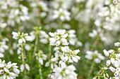 Erica cinerea 'Alba Major'