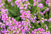 Erica cinerea 'Cevennes'