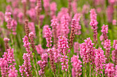 Erica spiculifolia 'Branka'