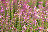 Erica cinerea, rosa