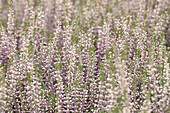 Calluna vulgaris Gardengirls® 'Lisann'