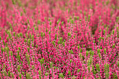 Calluna vulgaris Gardengirls® 'Martina'