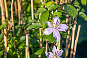 Clematis 'Justa'