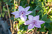 Clematis 'Justa'