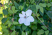 Clematis, weiß