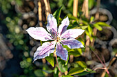 Clematis 'Nelly Moser