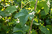 Vitis vinifera 'Muscat Bleu'